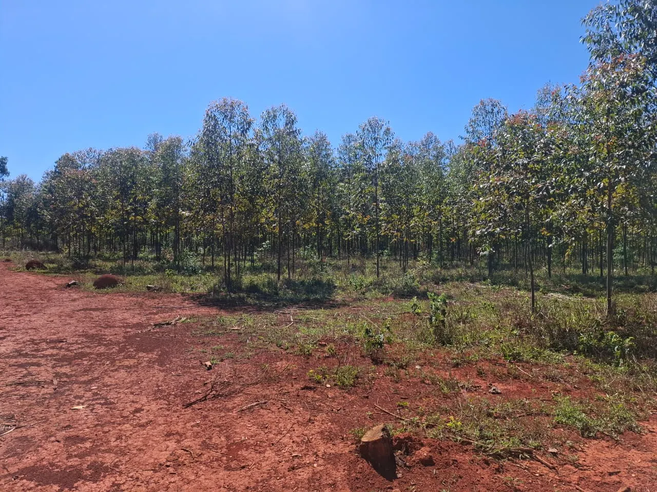Fazenda à venda de 536 ha em Curvelo, MG, Brasil