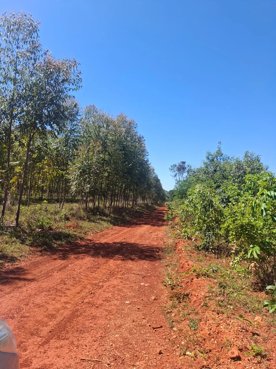 Fazenda à venda de 536 ha em Curvelo, MG, Brasil