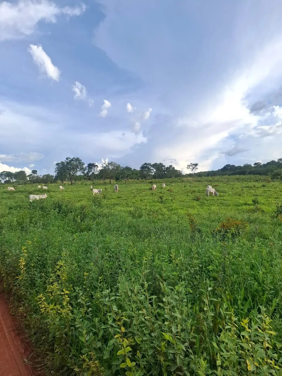 Fazenda à venda de 536 ha em Curvelo, MG, Brasil