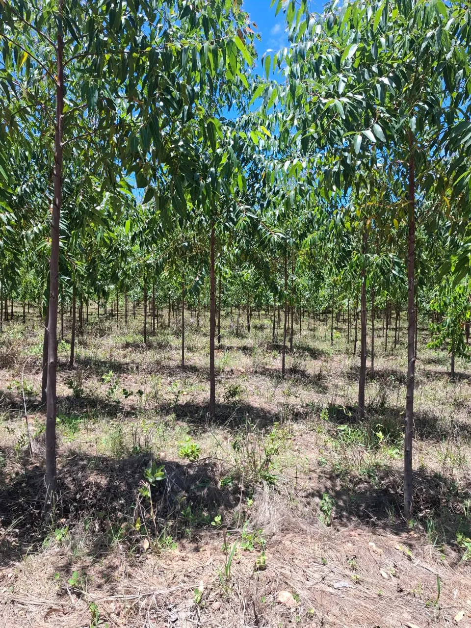 Fazenda à venda de 536 ha em Curvelo, MG, Brasil