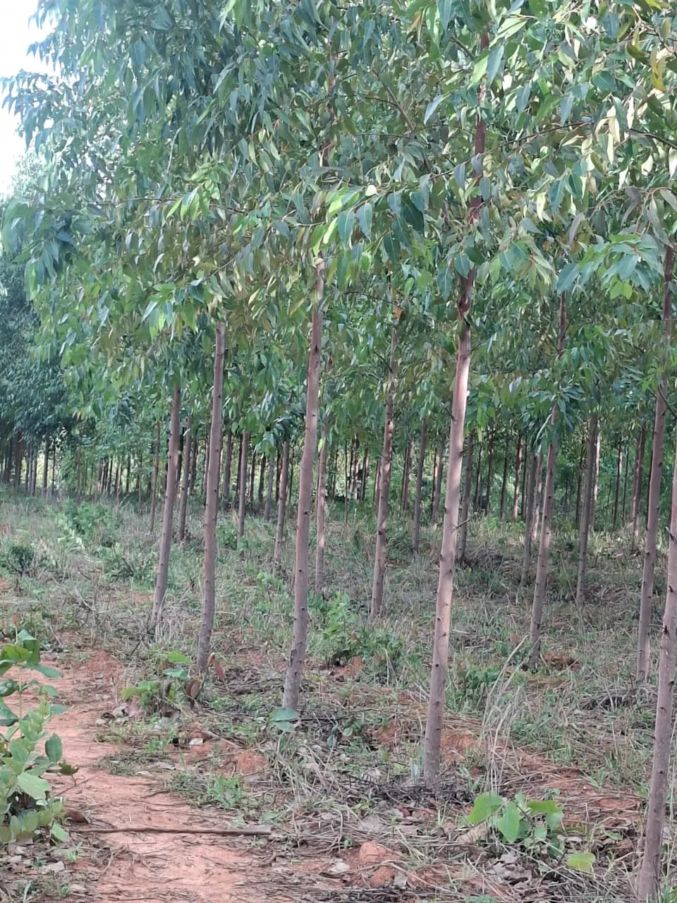 Fazenda à venda de 536 ha em Curvelo, MG, Brasil