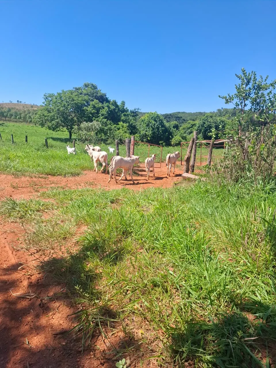 Fazenda à venda de 536 ha em Curvelo, MG, Brasil