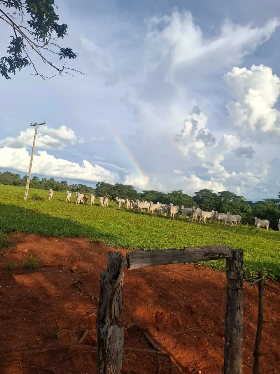 Fazenda à venda de 536 ha em Curvelo, MG, Brasil