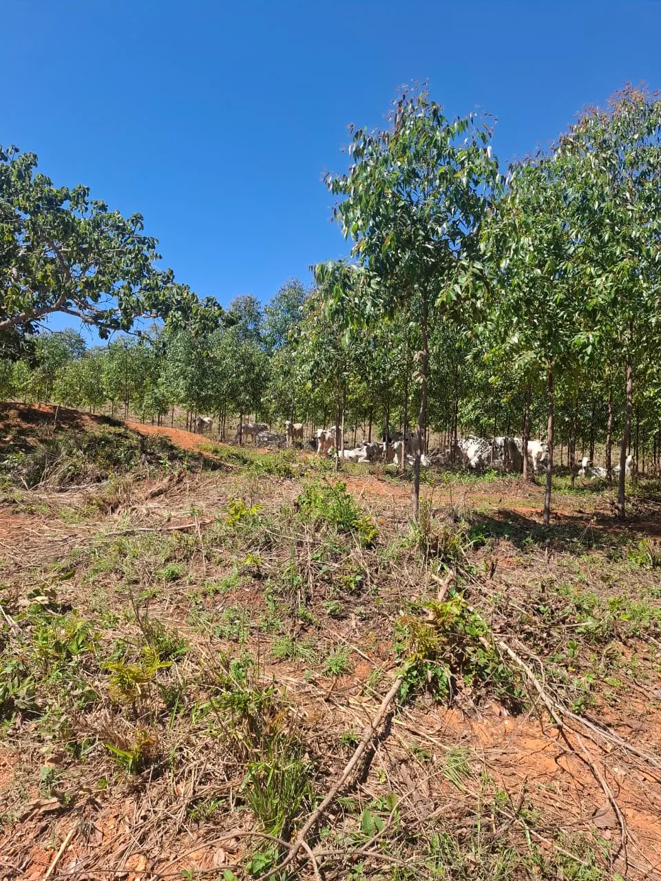 Fazenda à venda de 536 ha em Curvelo, MG, Brasil