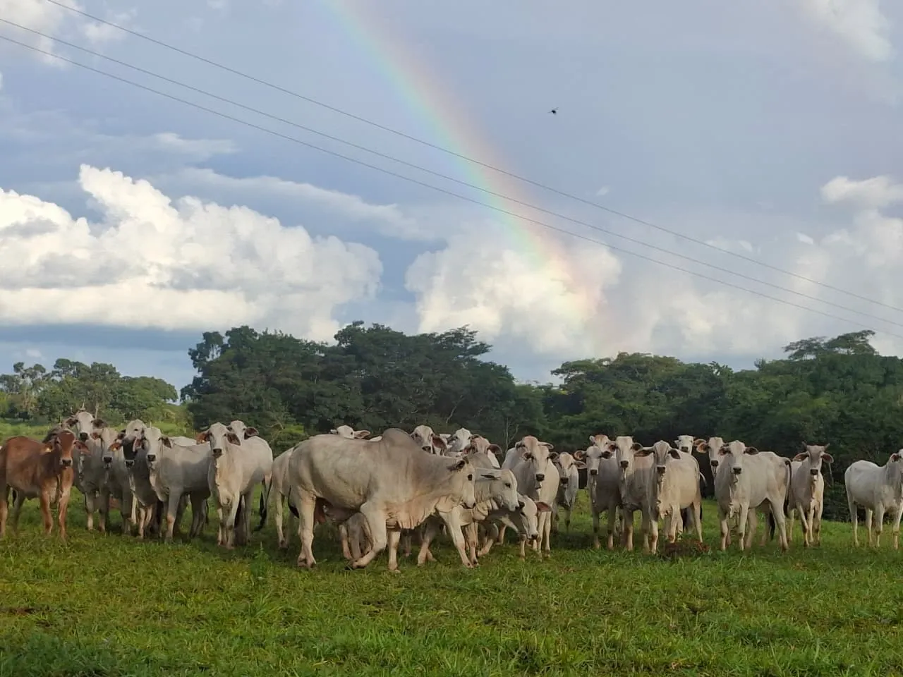 Fazenda à venda de 536 ha em Curvelo, MG, Brasil
