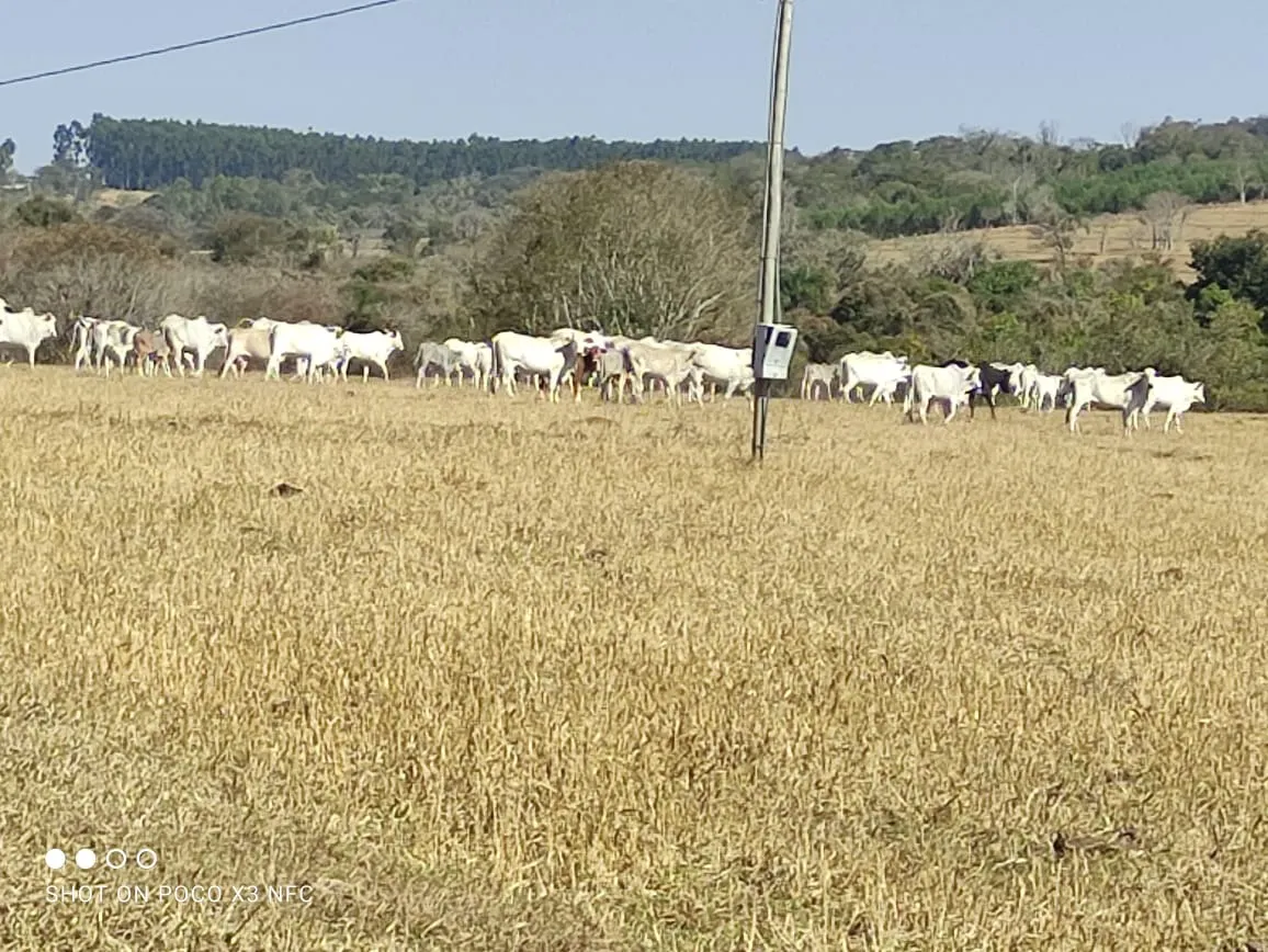 Sítio à venda de 29 ha em Angatuba, SP, Brasil