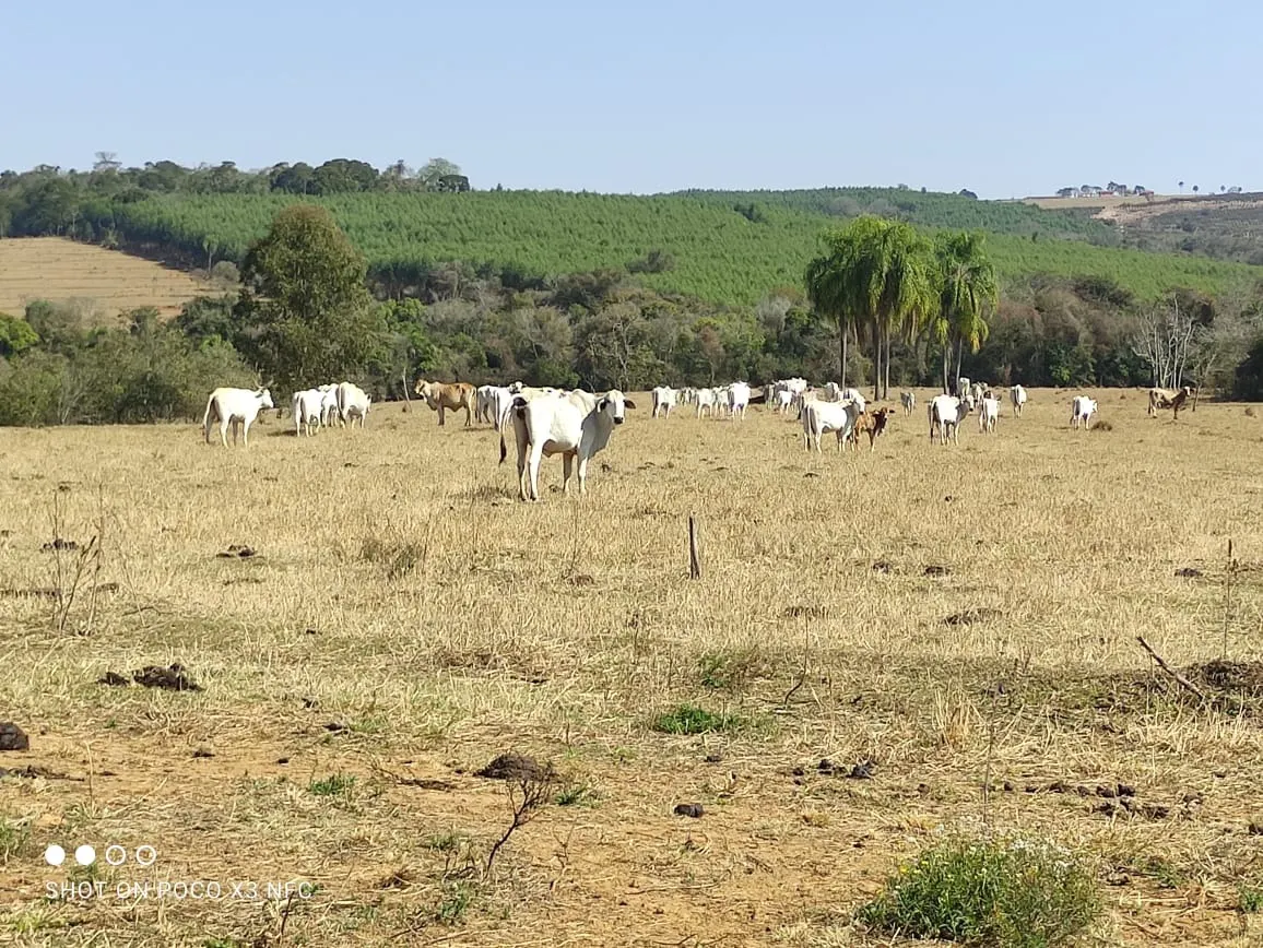 Sítio à venda de 29 ha em Angatuba, SP, Brasil