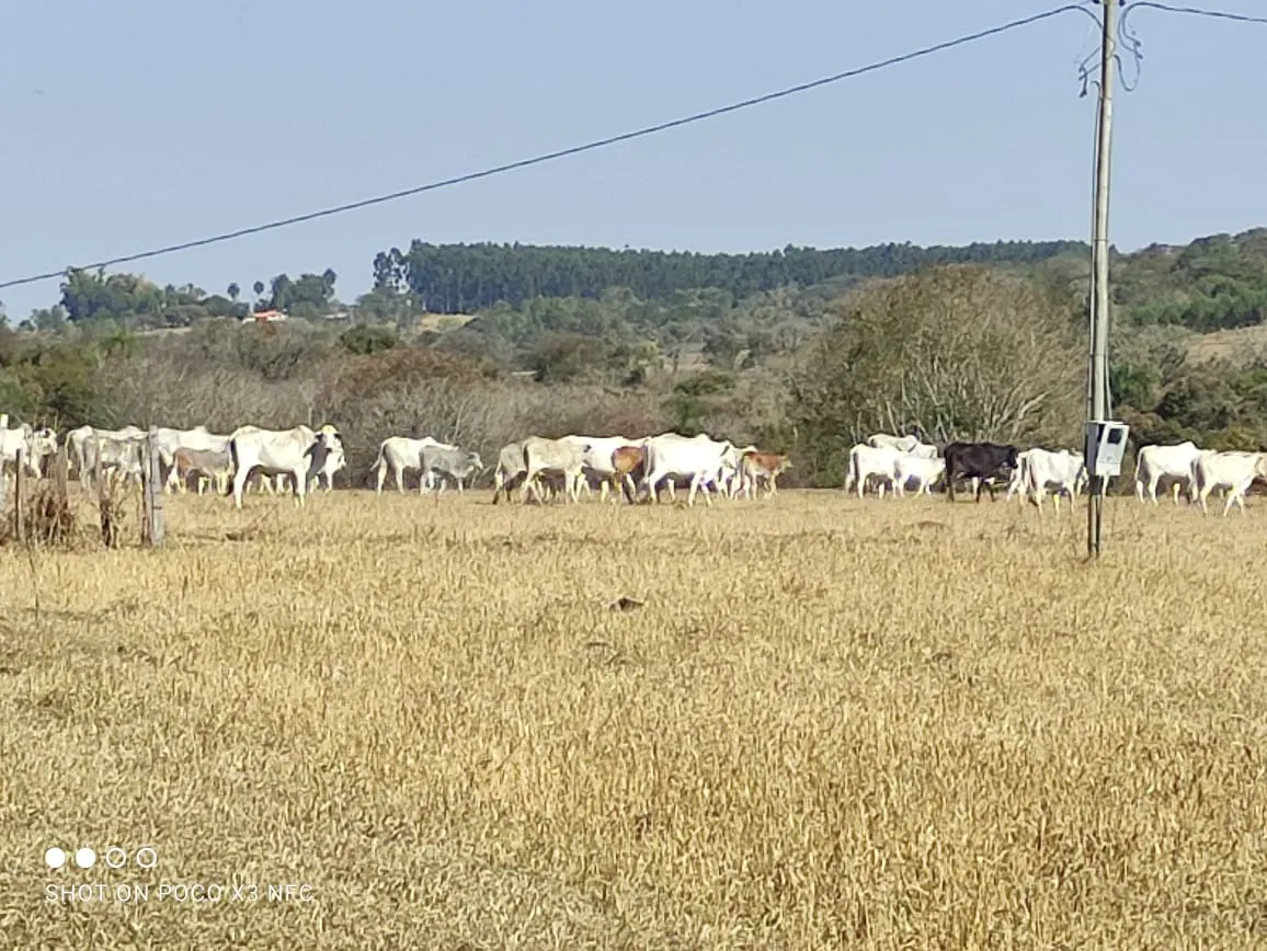 Sítio à venda de 29 ha em Angatuba, SP, Brasil