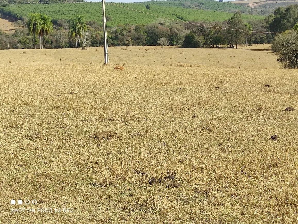 Sítio à venda de 29 ha em Angatuba, SP, Brasil