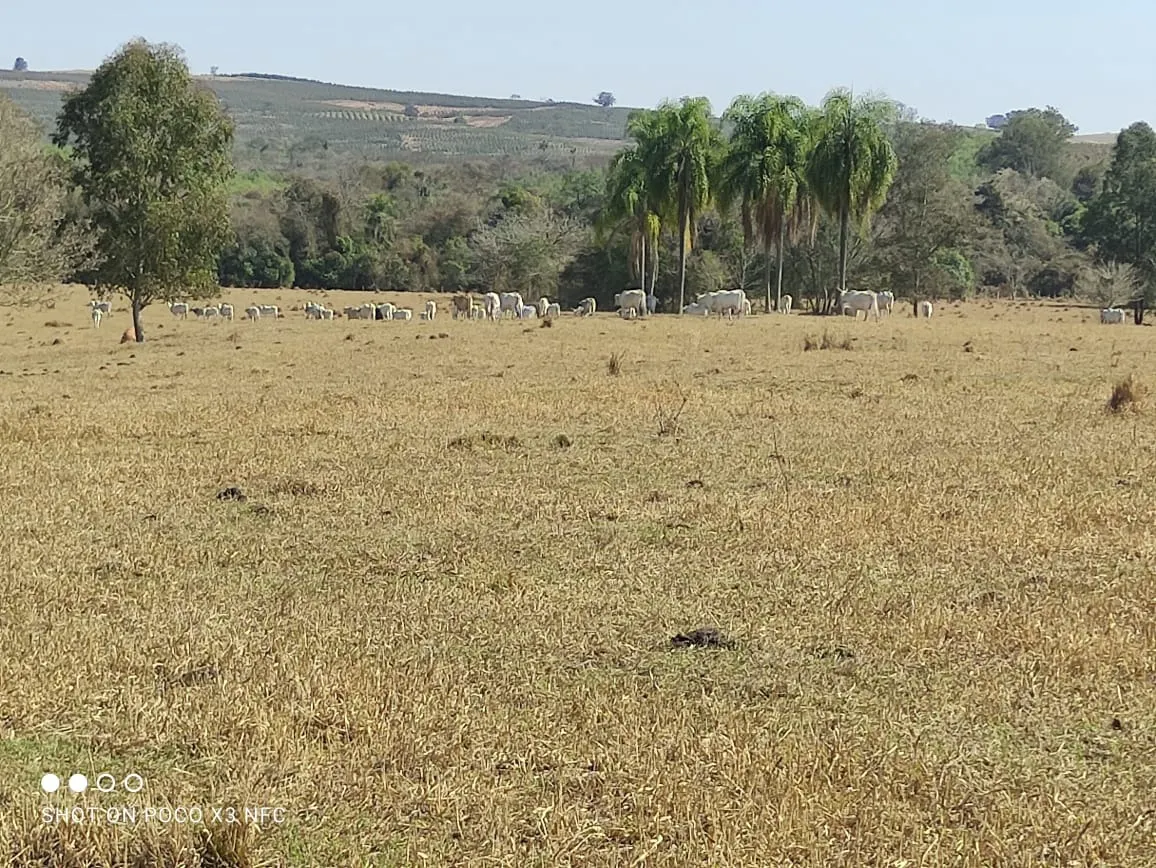 Sítio à venda de 29 ha em Angatuba, SP, Brasil