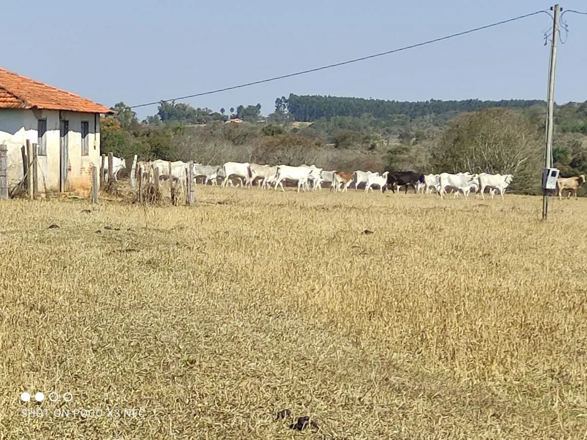 Sítio à venda de 29 ha em Angatuba, SP, Brasil