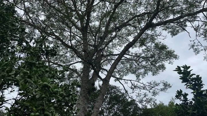 Country home for sale of 1,900 m² in Caraá, RS, Brazil