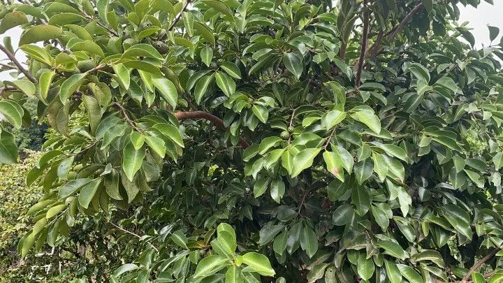 Country home for sale of 1,900 m² in Caraá, RS, Brazil