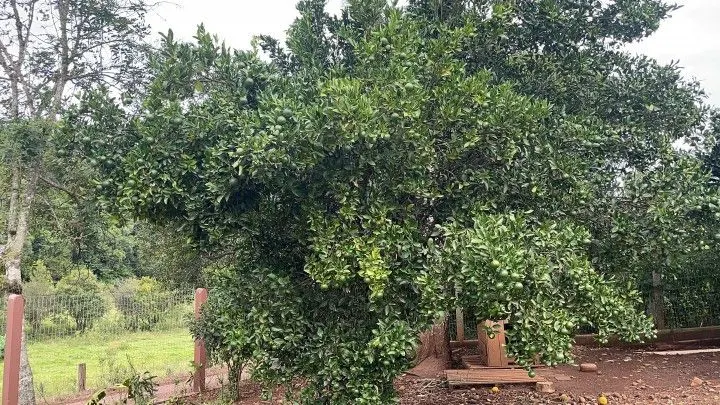 Country home for sale of 1,900 m² in Caraá, RS, Brazil