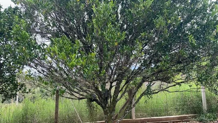 Country home for sale of 1,900 m² in Caraá, RS, Brazil