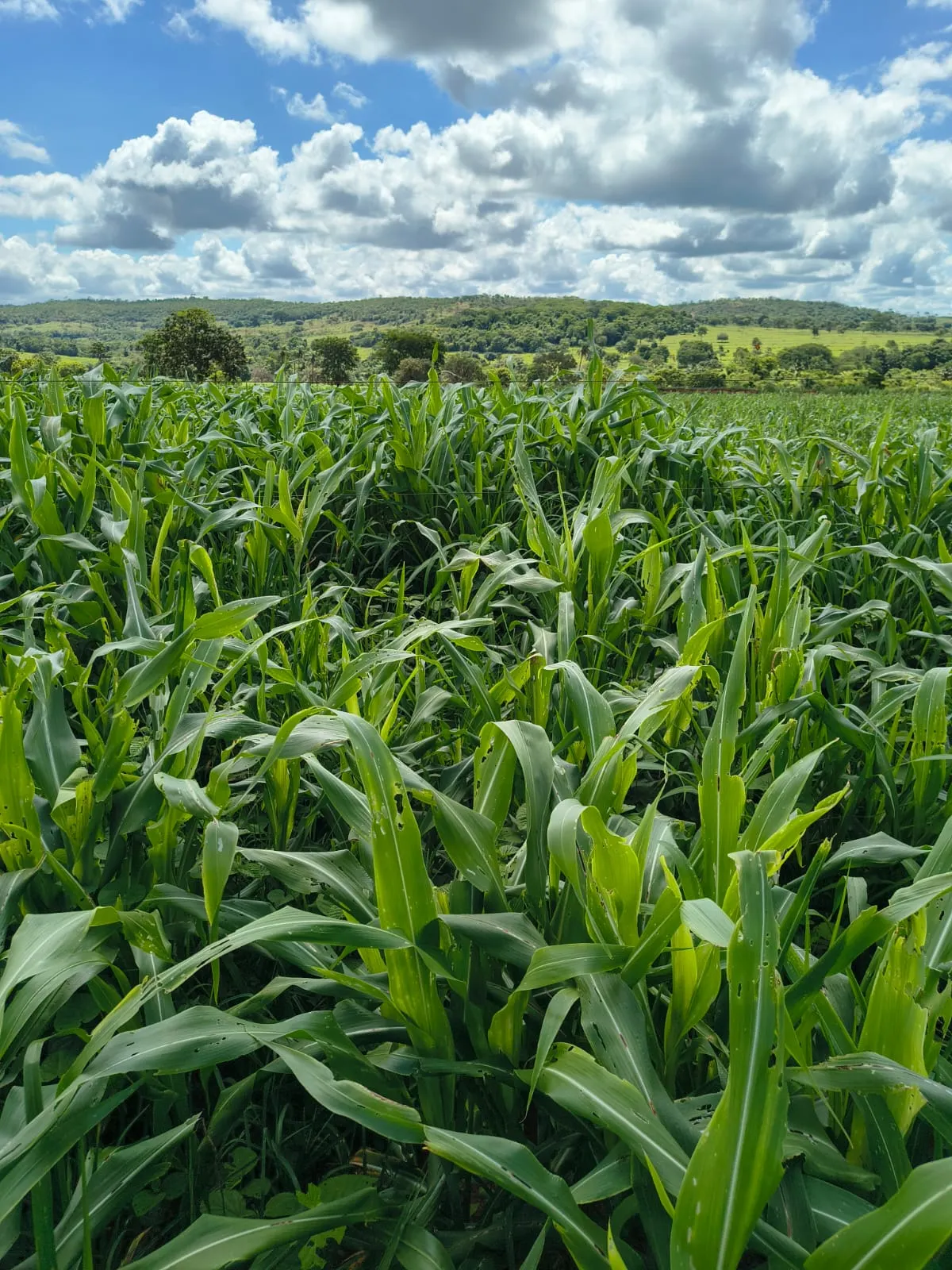 Fazenda à venda de 700 ha em Prata, MG, Brasil