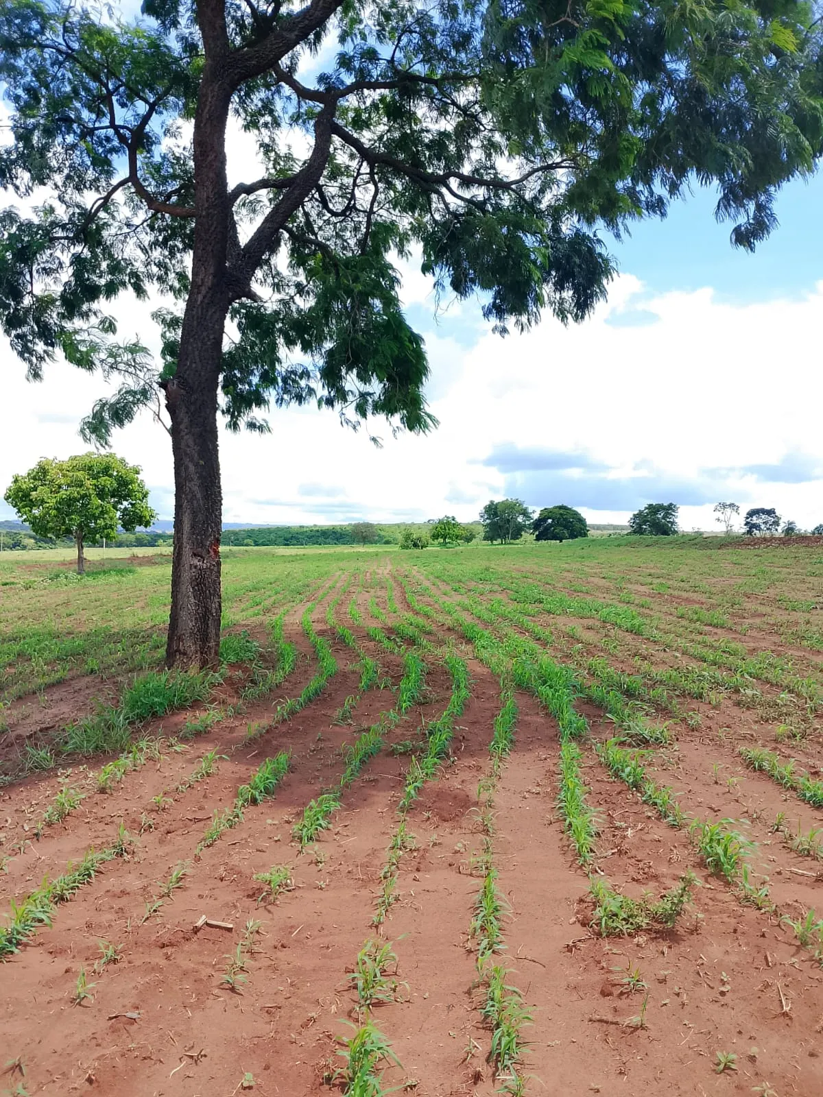 Fazenda à venda de 700 ha em Prata, MG, Brasil