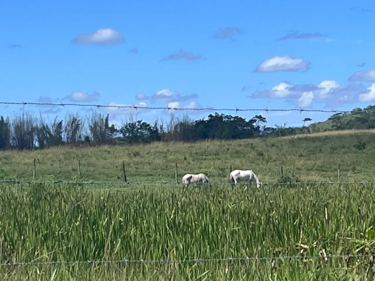 Fazenda à venda de 125 ha em Araruama, RJ, Brasil