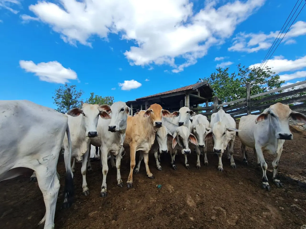 Fazenda à venda de 125 ha em Araruama, RJ, Brasil