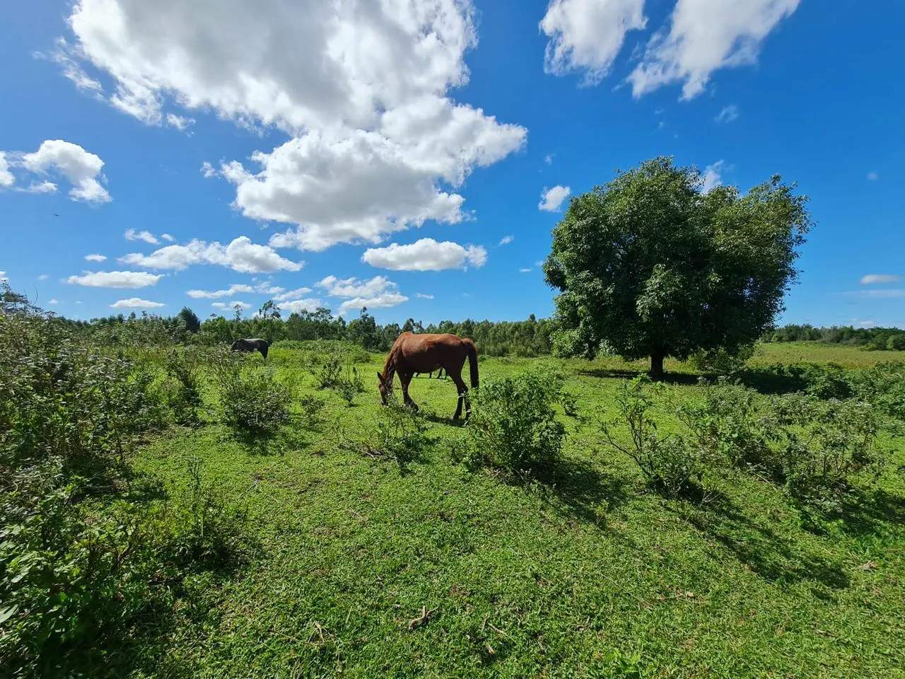 Fazenda à venda de 125 ha em Araruama, RJ, Brasil