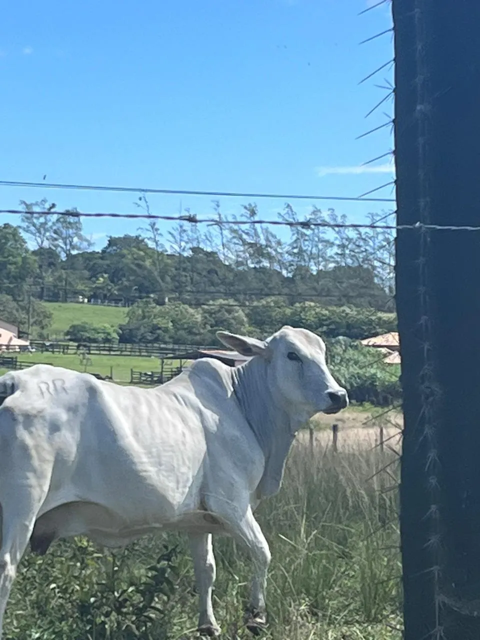 Fazenda à venda de 125 ha em Araruama, RJ, Brasil
