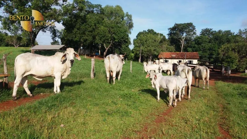 Fazenda à venda de 370 ha em Acorizal, MT, Brasil