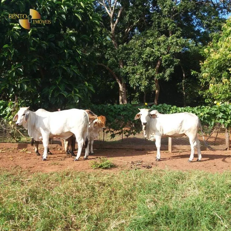 Fazenda à venda de 370 ha em Acorizal, MT, Brasil