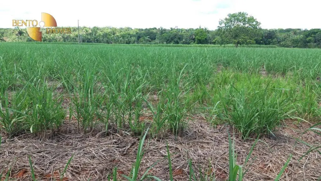 Fazenda à venda de 370 ha em Acorizal, MT, Brasil
