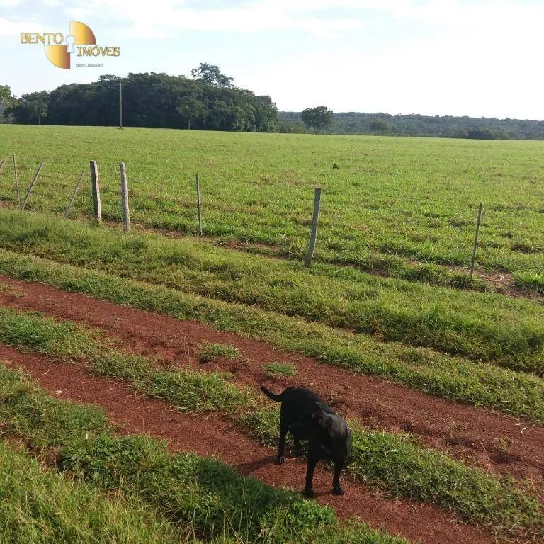 Fazenda à venda de 370 ha em Acorizal, MT, Brasil