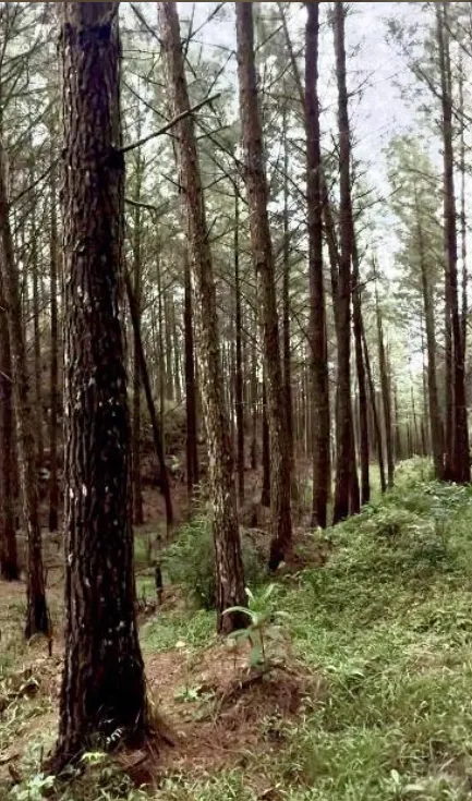 Fazenda à venda de 574 ha em São Bonifácio, SC, Brasil