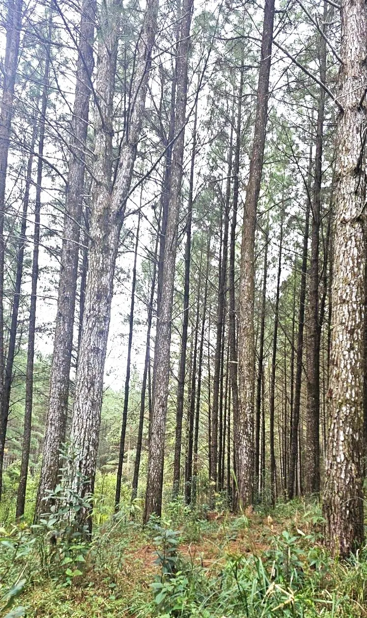 Fazenda à venda de 574 ha em São Bonifácio, SC, Brasil