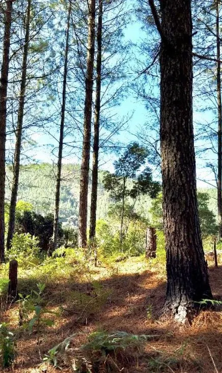 Fazenda à venda de 574 ha em São Bonifácio, SC, Brasil