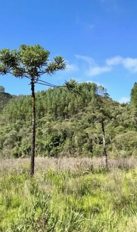 Fazenda à venda de 574 ha em São Bonifácio, SC, Brasil