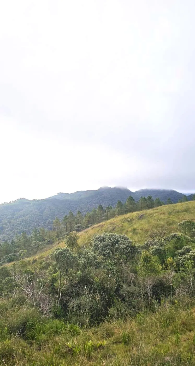 Fazenda à venda de 574 ha em São Bonifácio, SC, Brasil