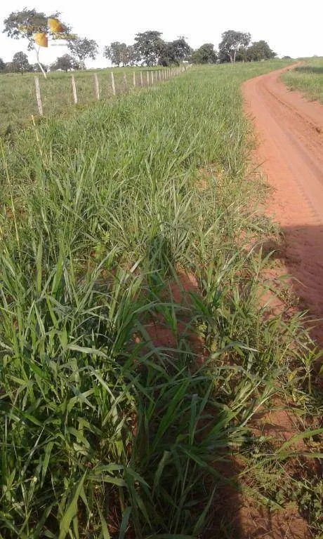 Fazenda à venda de 1.158 ha em Primavera do Leste, MT, Brasil