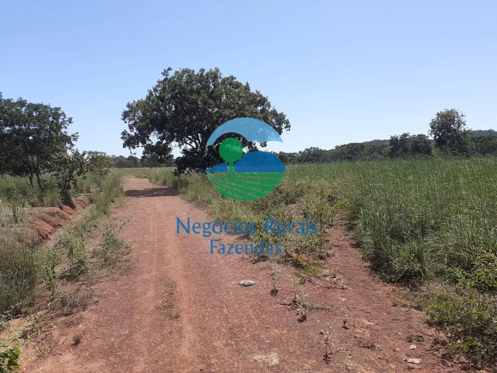 Fazenda à venda de 489 ha em Montividiu do Norte, GO, Brasil