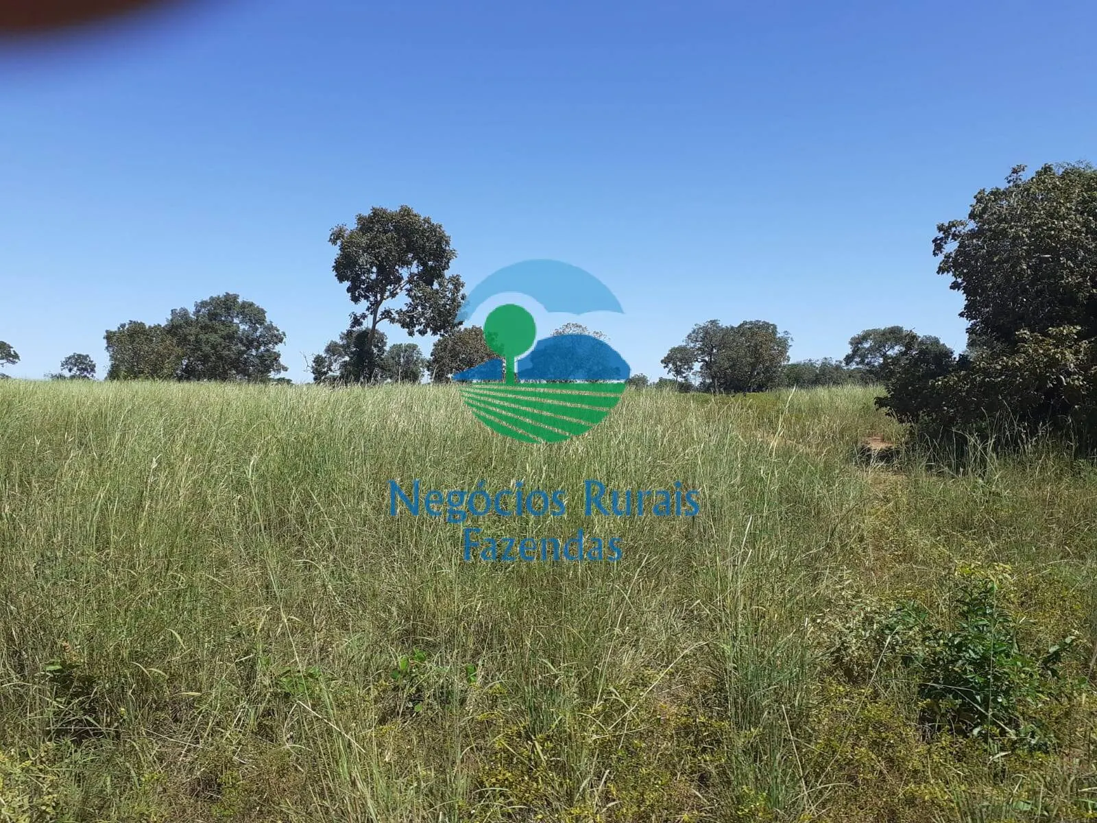 Fazenda à venda de 489 ha em Montividiu do Norte, GO, Brasil