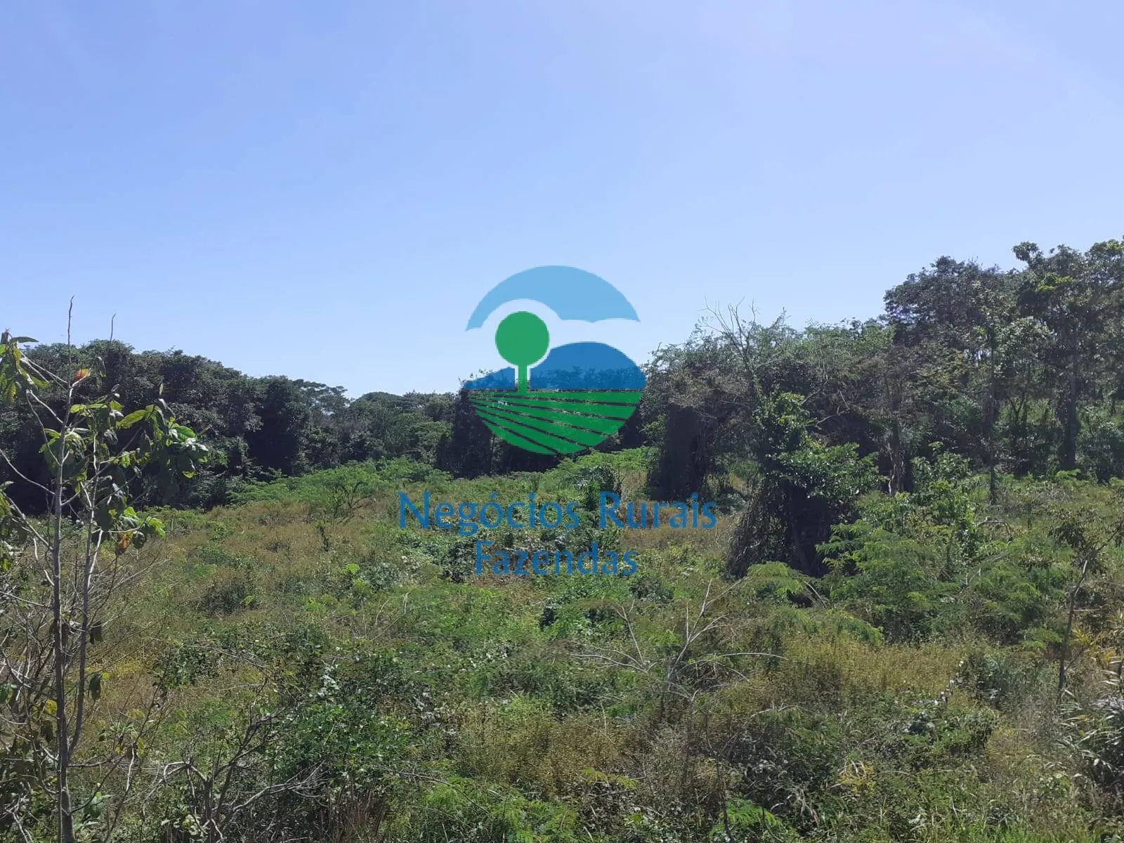 Fazenda à venda de 489 ha em Montividiu do Norte, GO, Brasil