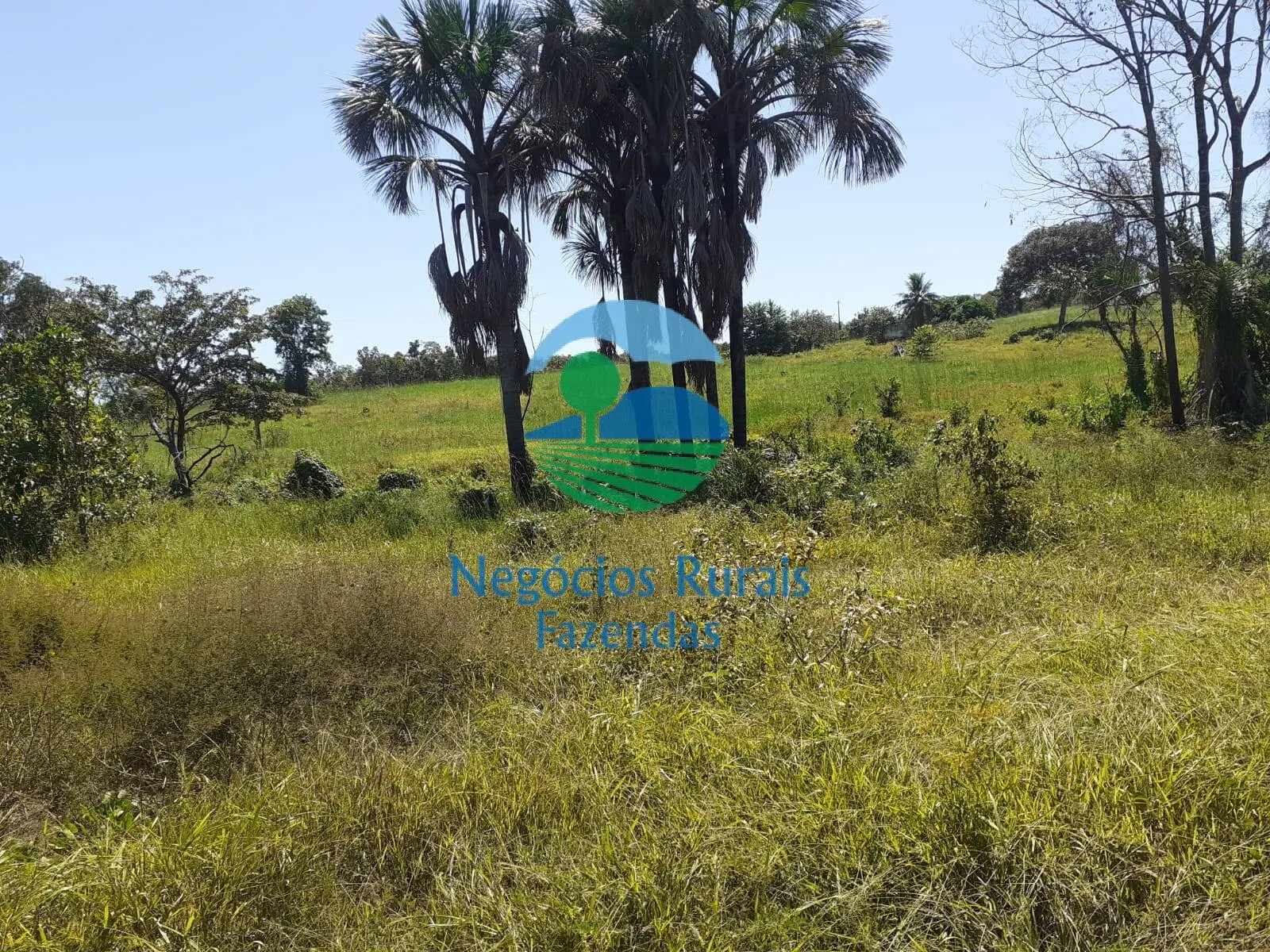 Fazenda à venda de 489 ha em Montividiu do Norte, GO, Brasil