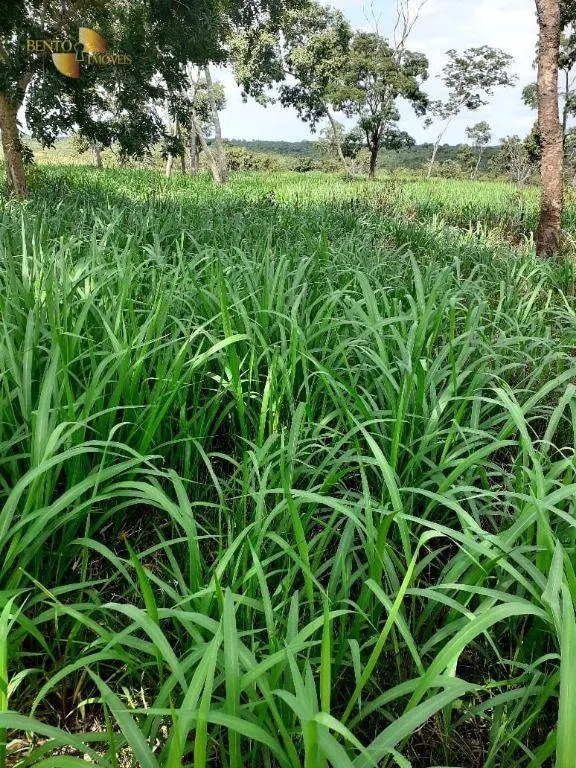 Fazenda à venda de 105 ha em Cuiabá, MT, Brasil