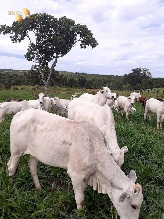 Fazenda à venda de 105 ha em Cuiabá, MT, Brasil