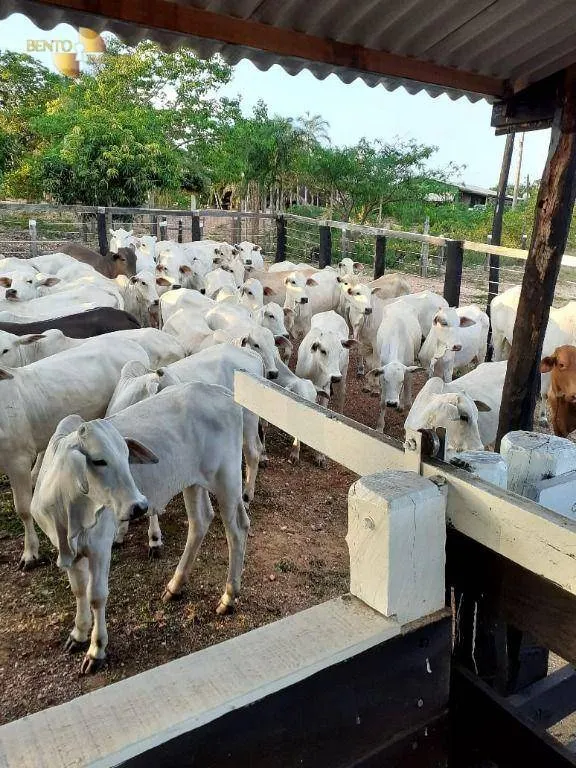 Fazenda à venda de 105 ha em Cuiabá, MT, Brasil