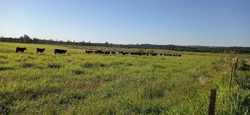 Fazenda à venda de 375 ha em Angatuba, SP, Brasil