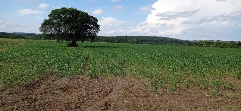 Fazenda à venda de 375 ha em Angatuba, SP, Brasil