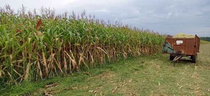 Fazenda à venda de 375 ha em Angatuba, SP, Brasil