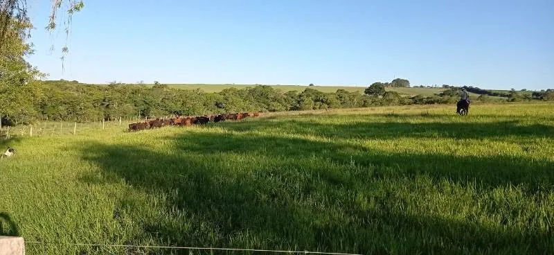 Fazenda à venda de 375 ha em Angatuba, SP, Brasil