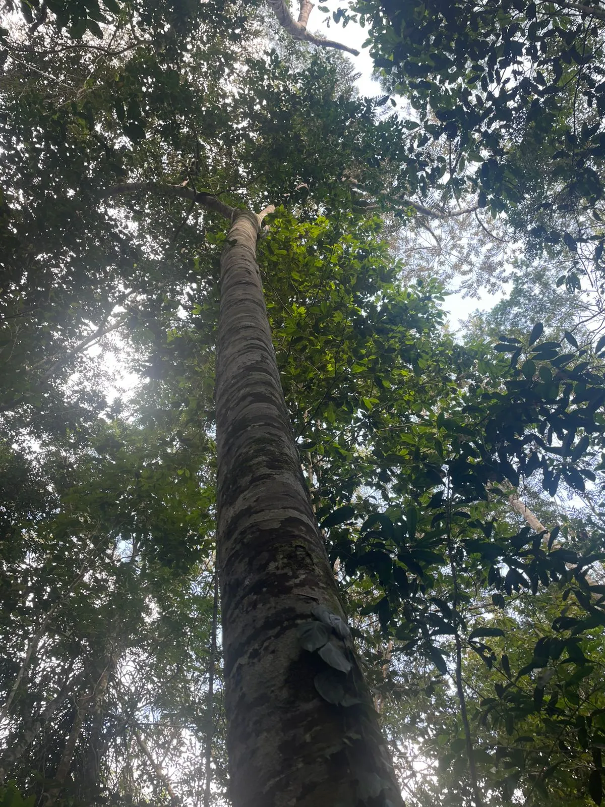 Terreno à venda de 44 ha em Iranduba, AM, Brasil