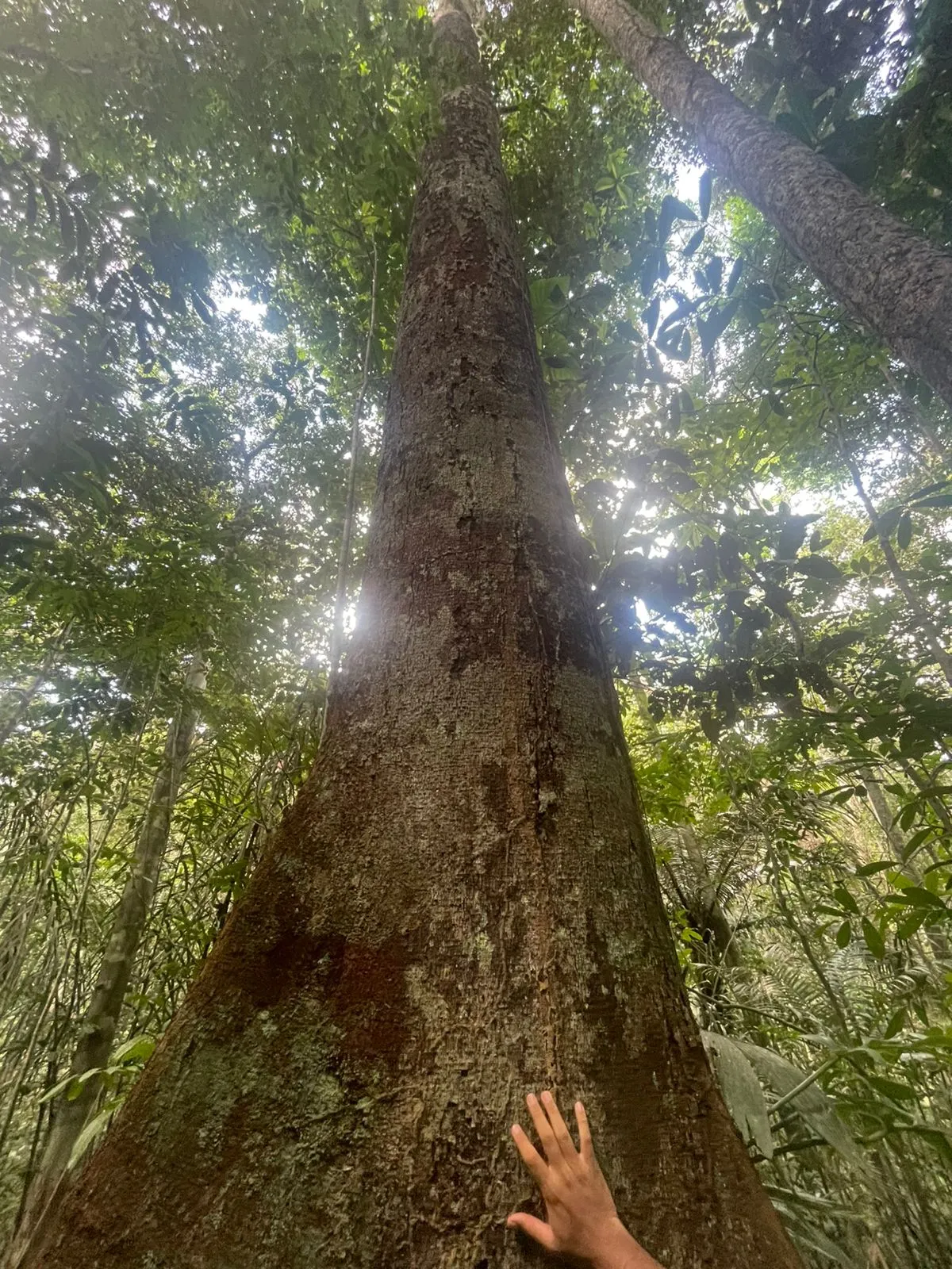 Terreno à venda de 44 ha em Iranduba, AM, Brasil
