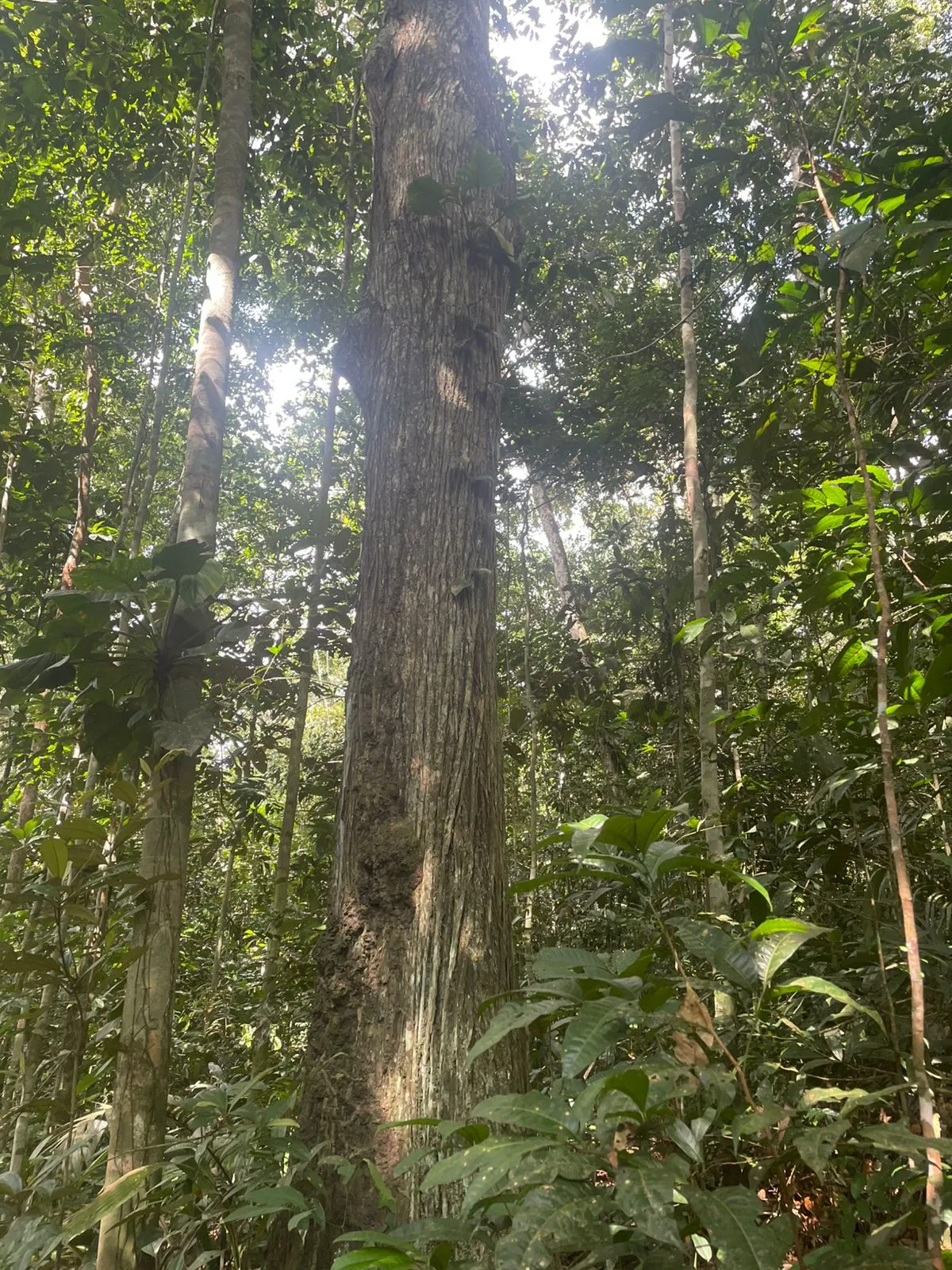Terreno à venda de 44 ha em Iranduba, AM, Brasil