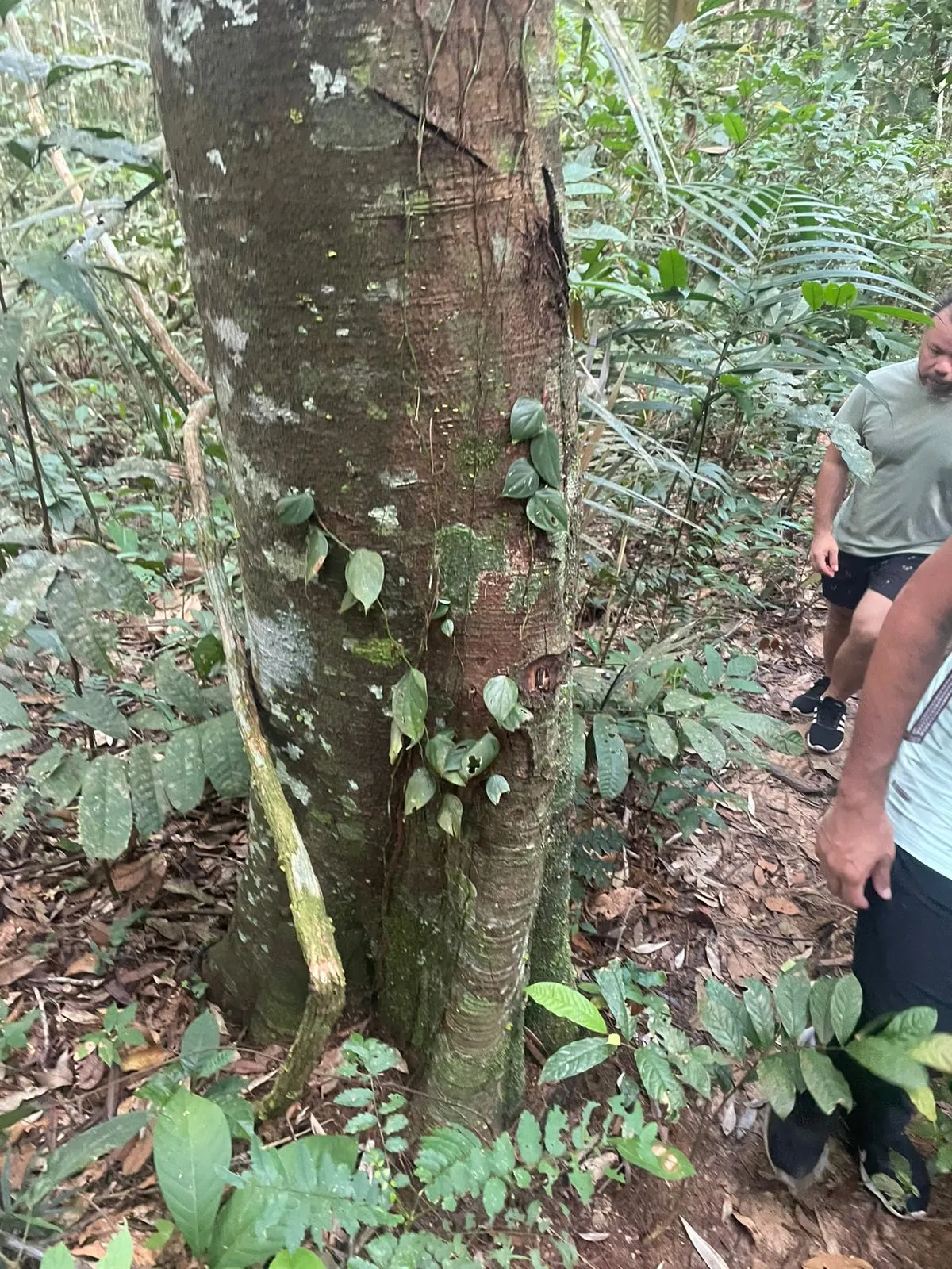 Terreno à venda de 44 ha em Iranduba, AM, Brasil
